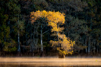 Caddo Lake
