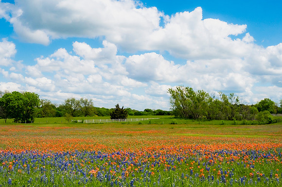 Texas Blooms