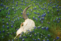 Texas
