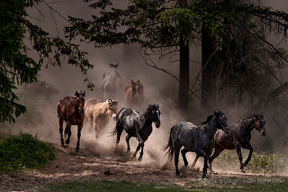 On the Run
