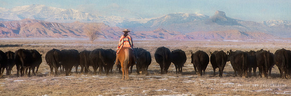 Driving the Herd