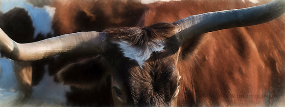 The Eyes of Texas