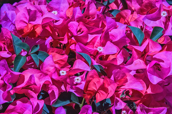 Pink Hibiscus