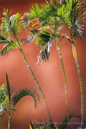 Three Palms