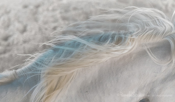 Mane 1
