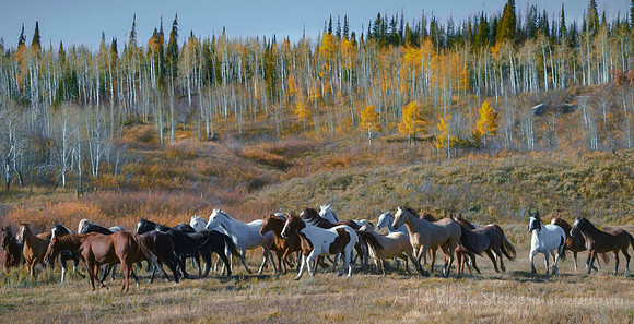 Fall Run