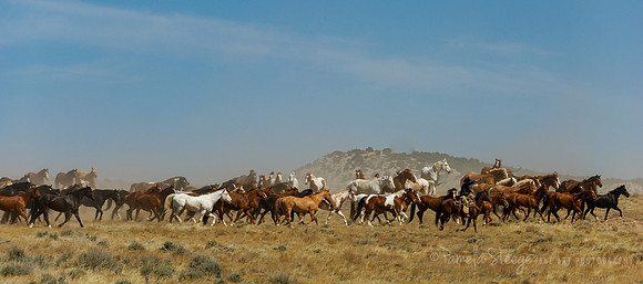 Horse Drive