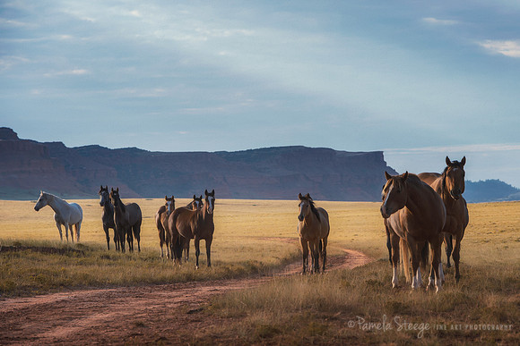 Wide Open Spaces
