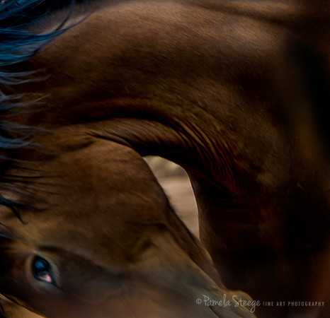 Eye of the Equus