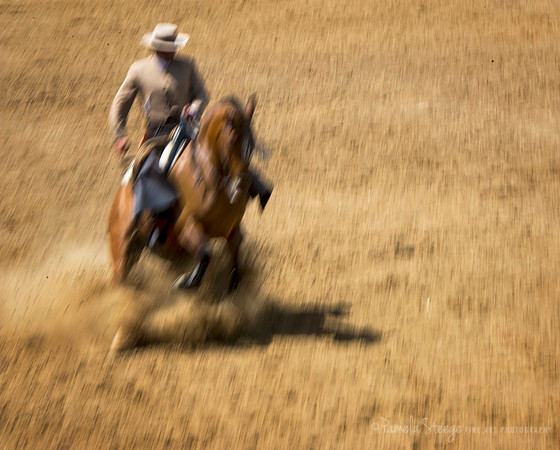 Viva Vaquero
